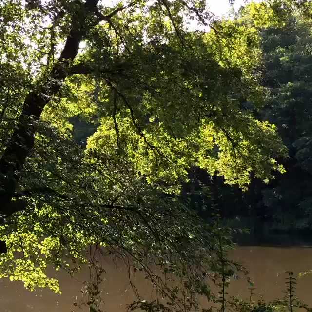 [Video] The water is reflecting in the leaves. 💖🍃🌿💖