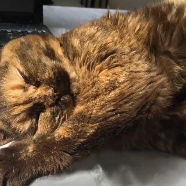 [Video] Ahhh a cat’s life :)