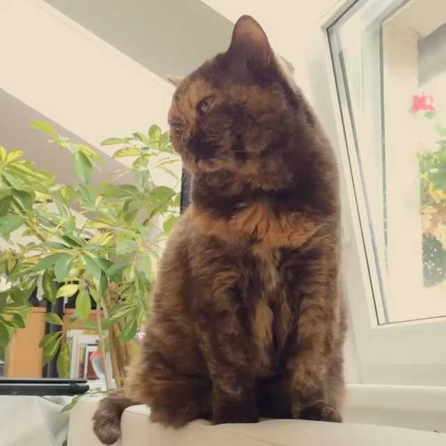 [Video] Oi: camera :) ^,^ #cat
