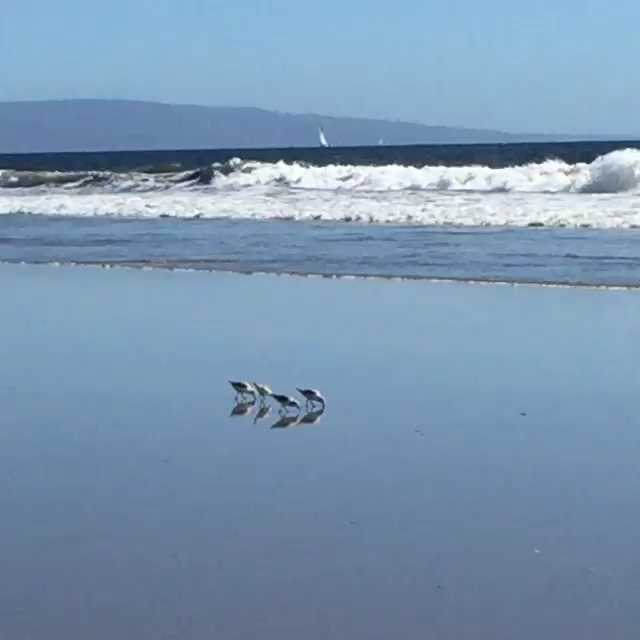 [Video] #VeniceBeach