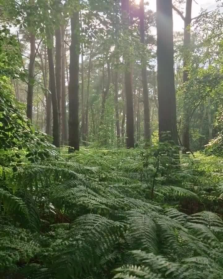 [Video] Nationalpark Vorpommersche Boddenlandschaft. Here is a typical German name for you. 😂. It is a protected wild forest (Urwald) and beach /sea area right at the northern tip of a half island reaching into the Baltic Sea.  I was accompanied by a thunder storm while wandering at the seaside and in the forest. It was loud but dry. Funny just when the sun was back out and brightly visible did it rain. During sunshine. ☀

Oh and as you can see: The beach was pretty much empty 🙏 
#weststrand