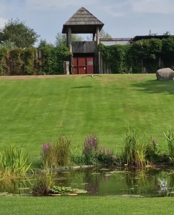 [Video] Weißkopfseeadler > American Eagle #VogelparkMarlow near #BalticSea