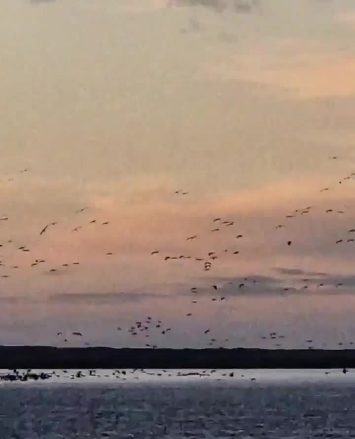 [Video] Watching 12.000 cranes arrive and gather at one spot for their night time rest is truly a beautiful spectacle 🙏 #BirdMigration #Cranes #Zingst