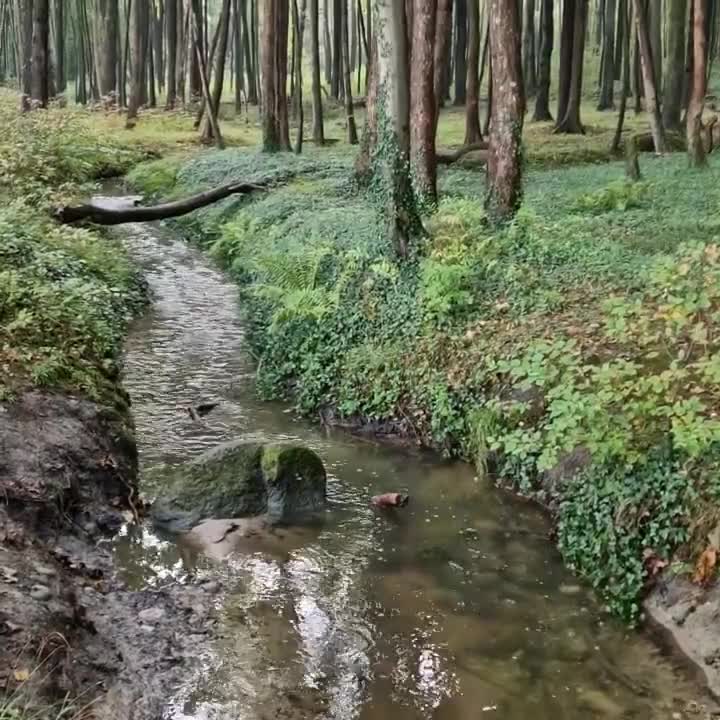 [Video] #theForest after a day and night of #rain