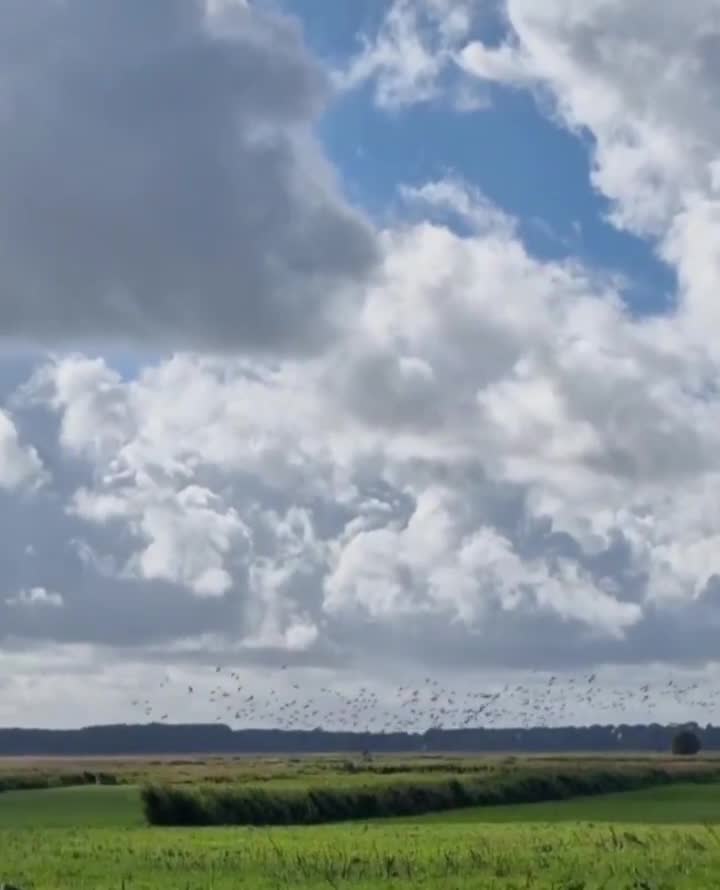[Video] Seeing thousands of #cranes and #geese and other migration birds is truly amazing. They are currently gathering in this area to feed before flying or continuing on to the South. Most of these birds came here from Scandinavia. #Zingst near #BalticSea