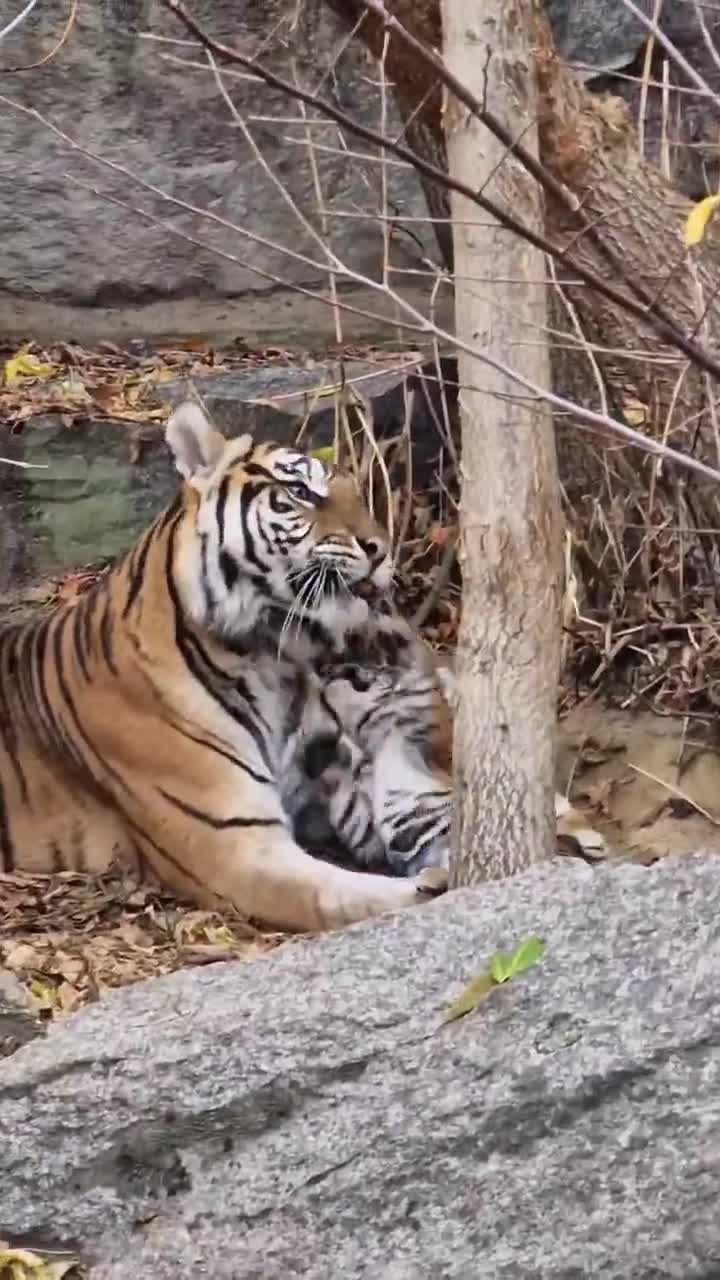 [Video] Just too cute and if mum is not around these little ones scream like crazy 🐯 😍🐅😍 #tiger #tigerbabies #tierparkberlin 

#tigerbabies at #TierparkBerlin @tierparkberlin