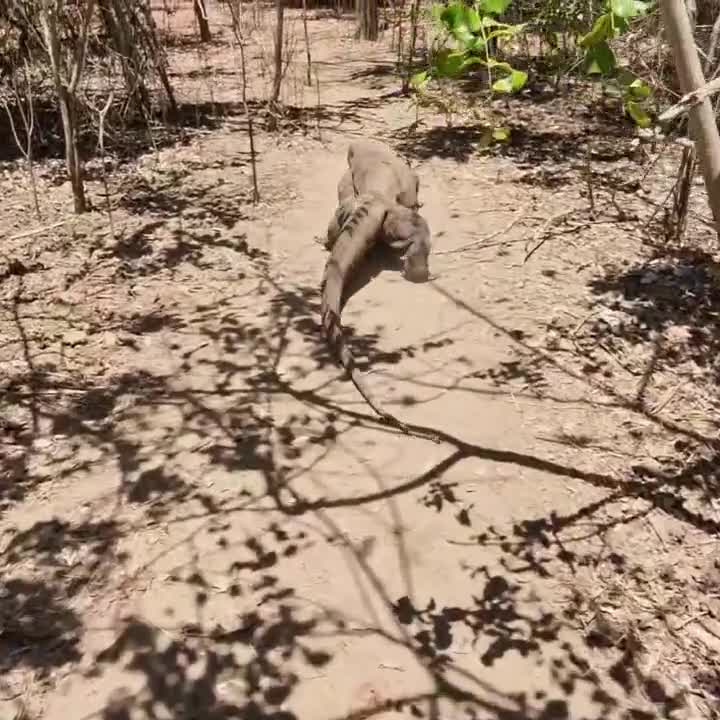 [Video] Dream come true. At Komodo Island. No guarantee is given that you see a Komodo Dragon – the King of this stretch of Jungle… And we were lucky 🍀 🙏🏻.

We also saw boars larger than my waist height. Deer. Yellow birds. Huge blue 🦋 butterflies. But this encounter was by far the most amazing: the Komodo Dragon 🙏🏻

#KomodoDragon #KomodoNationalPark #KomodoIsland