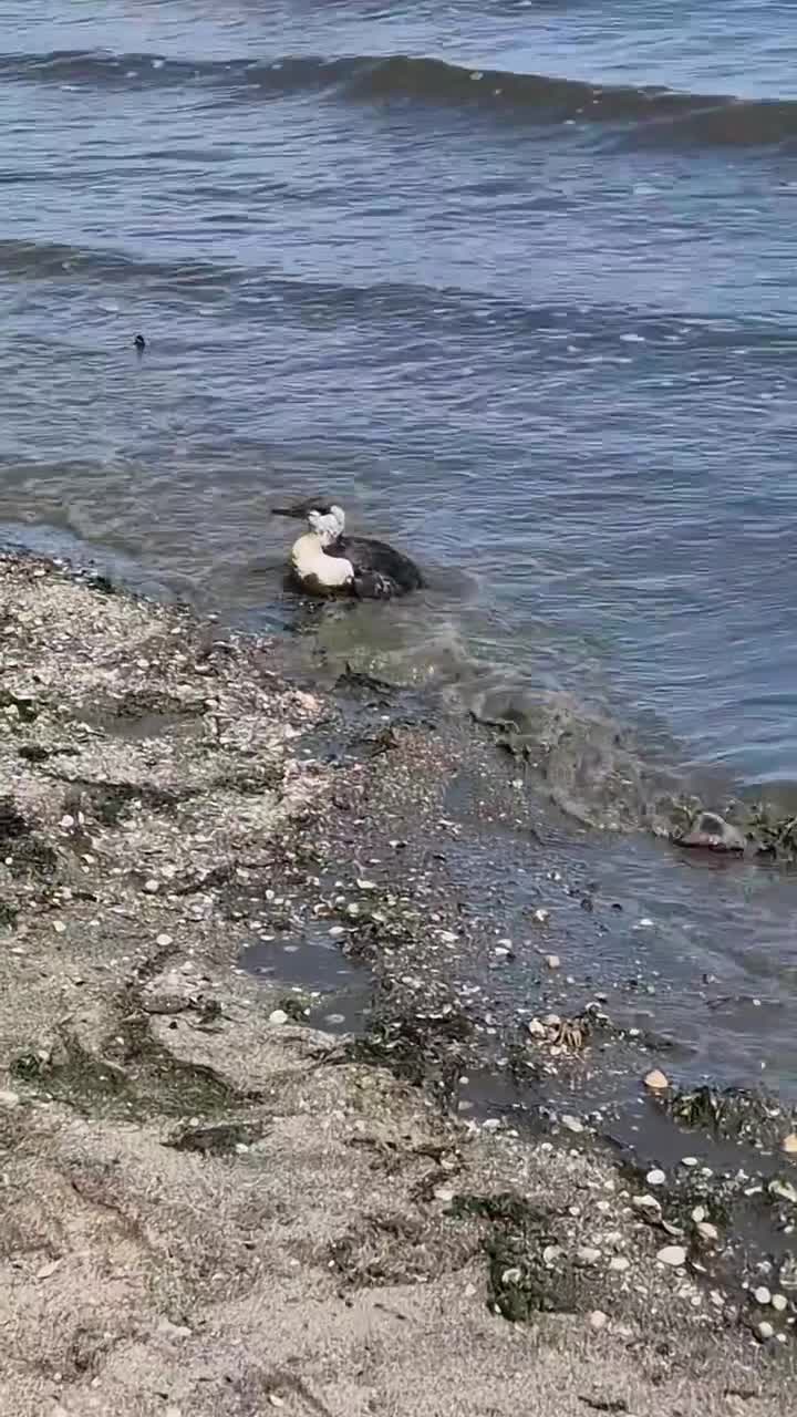 [Video] The poor bird couldn’t fly – possibly due to oil slick in the feathers. A couple behind me took him/her into the village to get some help 🙏🏻