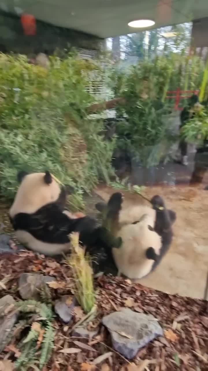 [Video] Pit and Paule. Their last weekend at @zooberlin before heading to Chengdu in China. Two cute fluff balls – Panda twins born in #Berlin. Surely they will always say “Ich bin ein Berliner” no matter where they are.

#pitundpaule #berlinpandas #pandasinberlin #pitpaule #zooberlin #giantpanda #panda