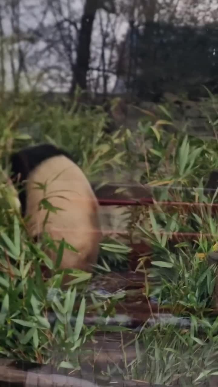 [Video] Pit and Paule. Their last weekend at @zooberlin before heading to Chengdu in China. Two cute fluff balls – Panda twins born in #Berlin. Surely they will always say “Ich bin ein Berliner” no matter where they are.

#pitundpaule #berlinpandas #pandasinberlin #pitpaule #zooberlin #giantpanda #panda
