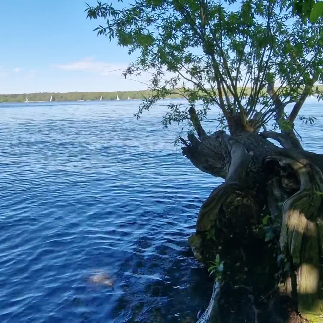 [Video] Love having this lake nearby. And spring is back ☀ #TegelerSee #Berlin