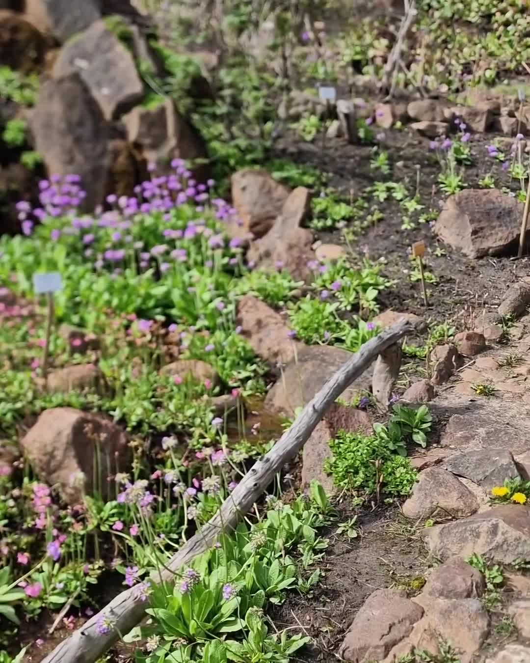 [Video] It always amazes me what kind of color, form and shape nature produces… 🌸 #BotanicalGarden #Berlin