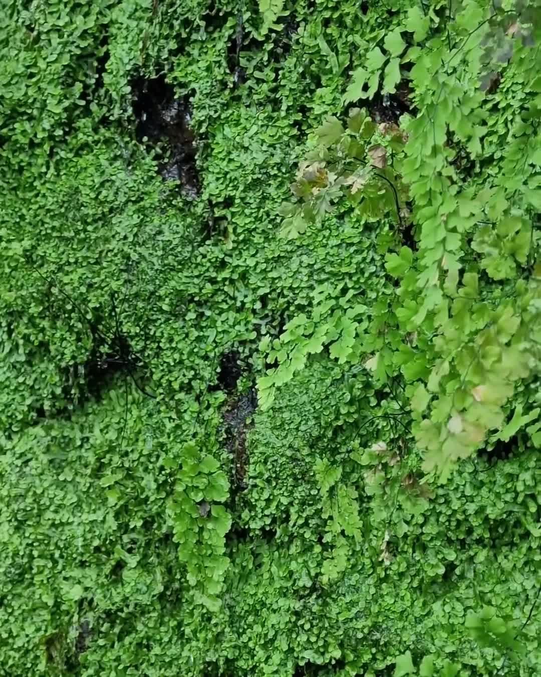 [Video] It always amazes me what kind of color, form and shape nature produces… 🌸 #BotanicalGarden #Berlin