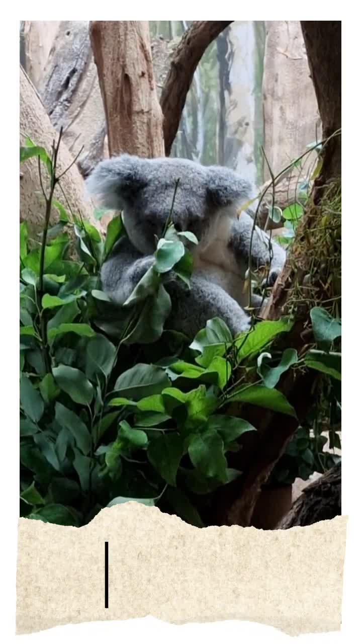 [Video] So cute ❤️ #Koala at #ZooLeipzig