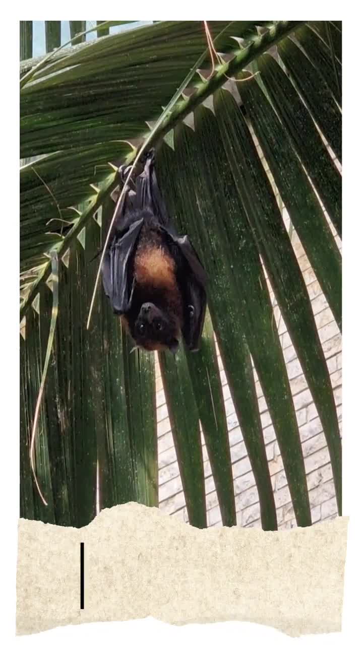 [Video] Flying Fox. I have never seen them this active before. Some were even flying touching my hair. Super active. #ZooLeipzig