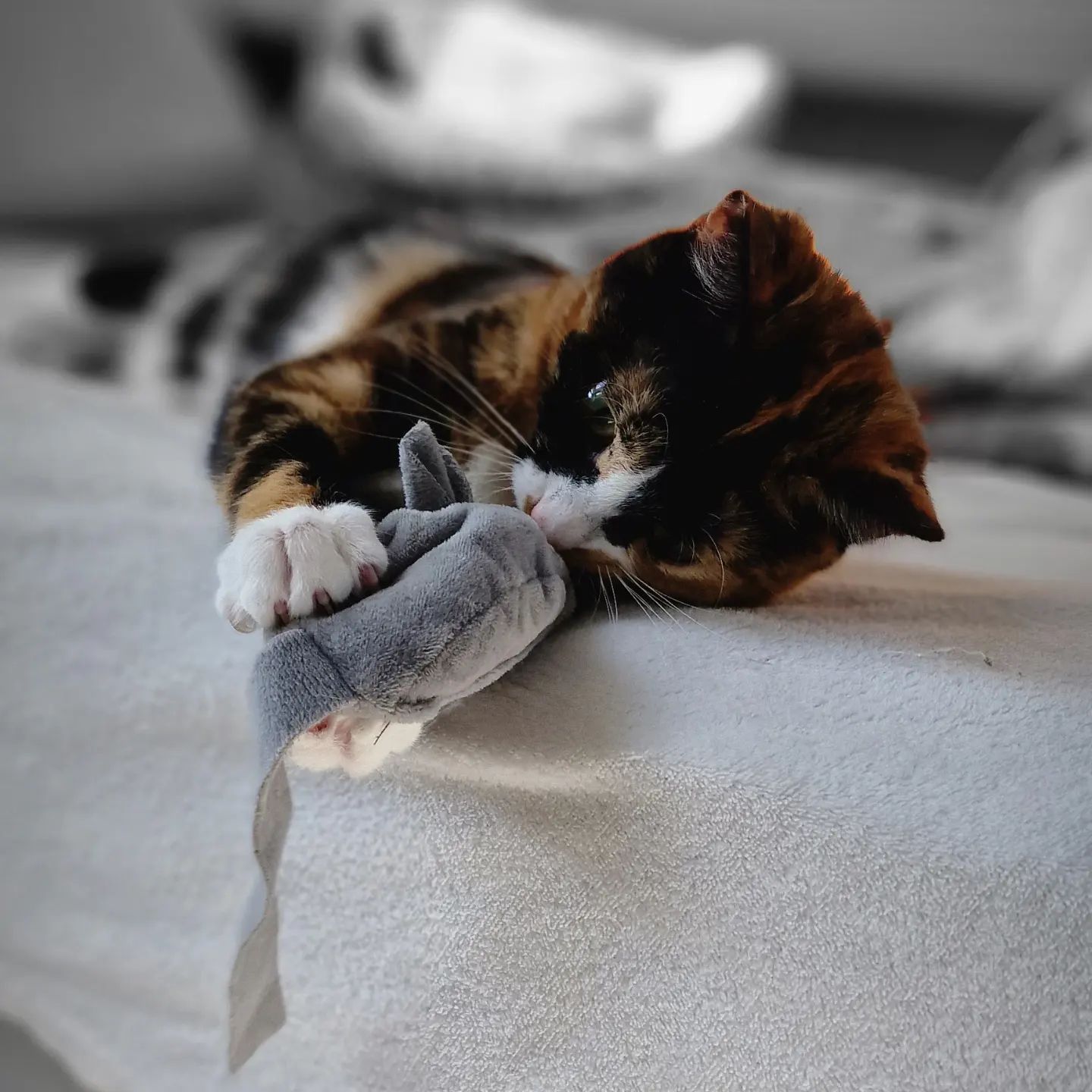 This mouse is mine – Rosé 🌹