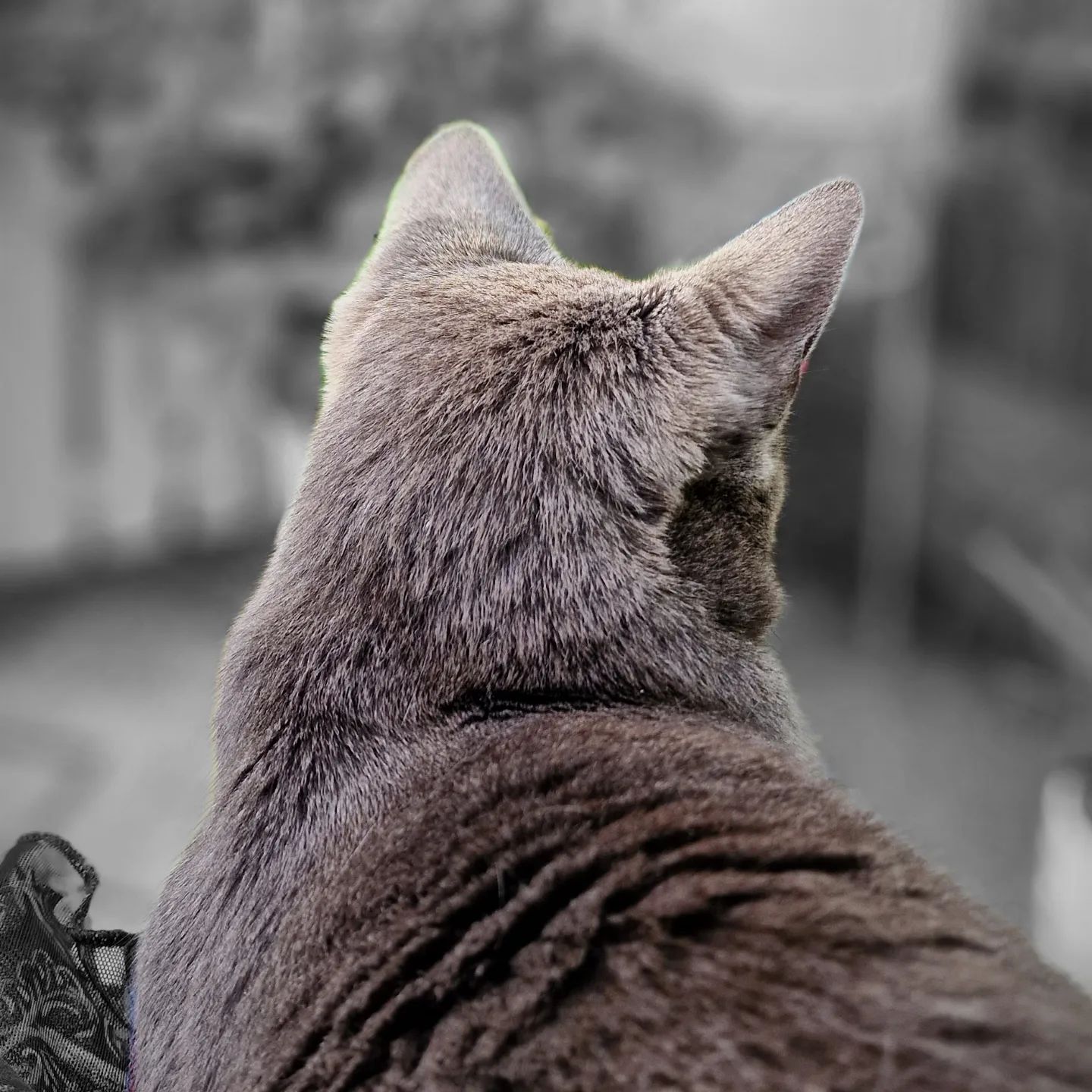 Have a good week. – Koko 🐈