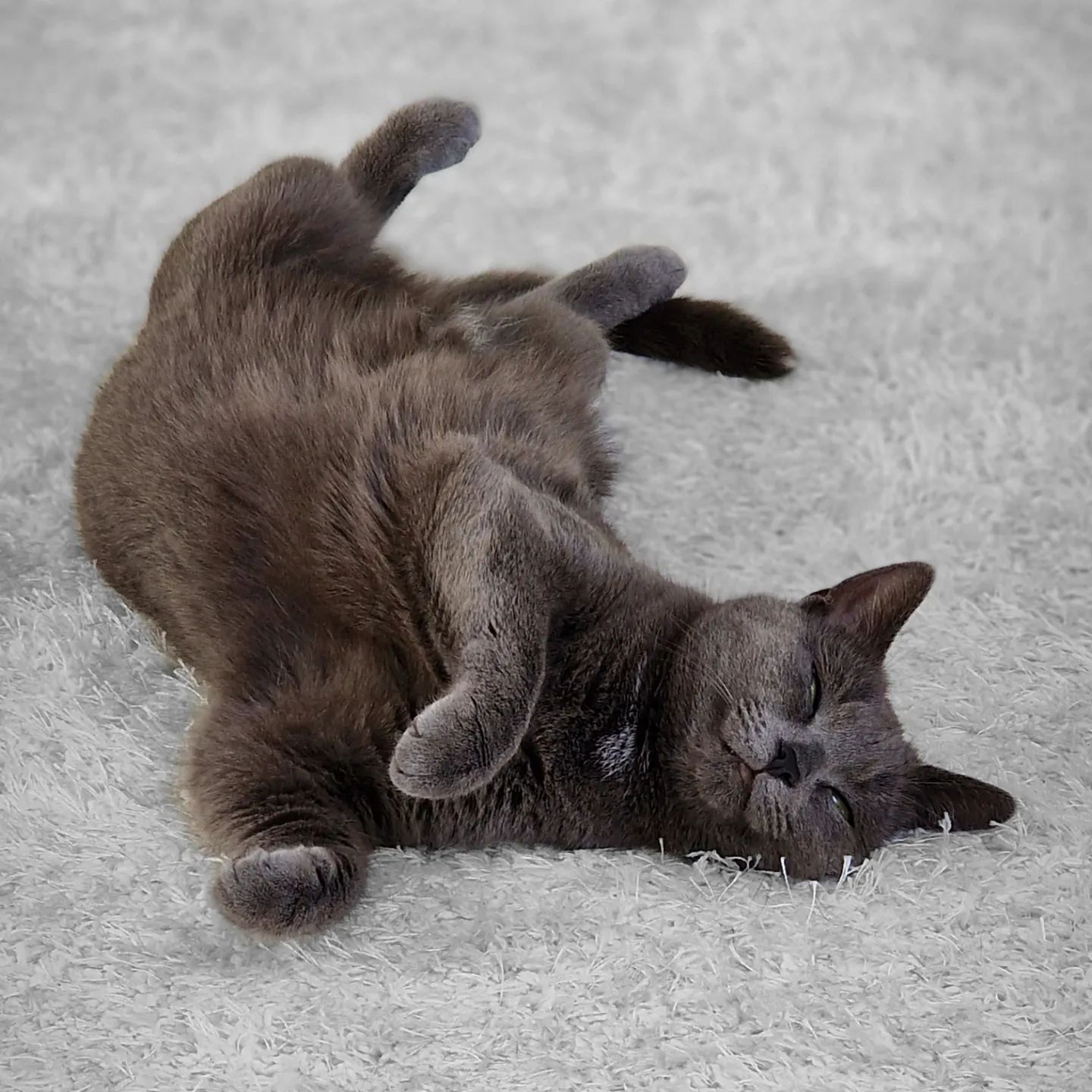 Lazy #Caturday #purrfect – Koko 🐈