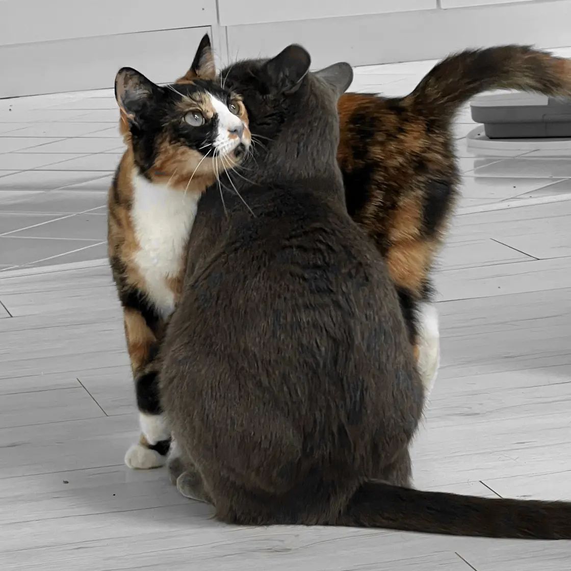Mother – Daughter love  Koko 🐈 and Rosé 🌹