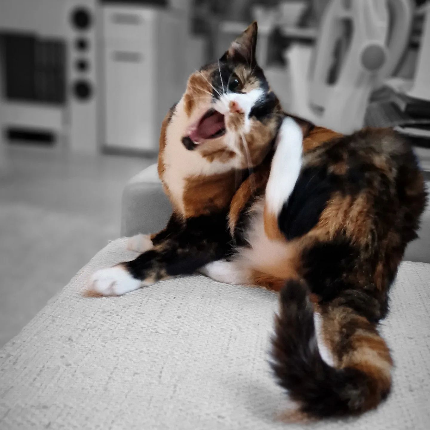 Ahhhhh morning stretch… – Rosé 🌹