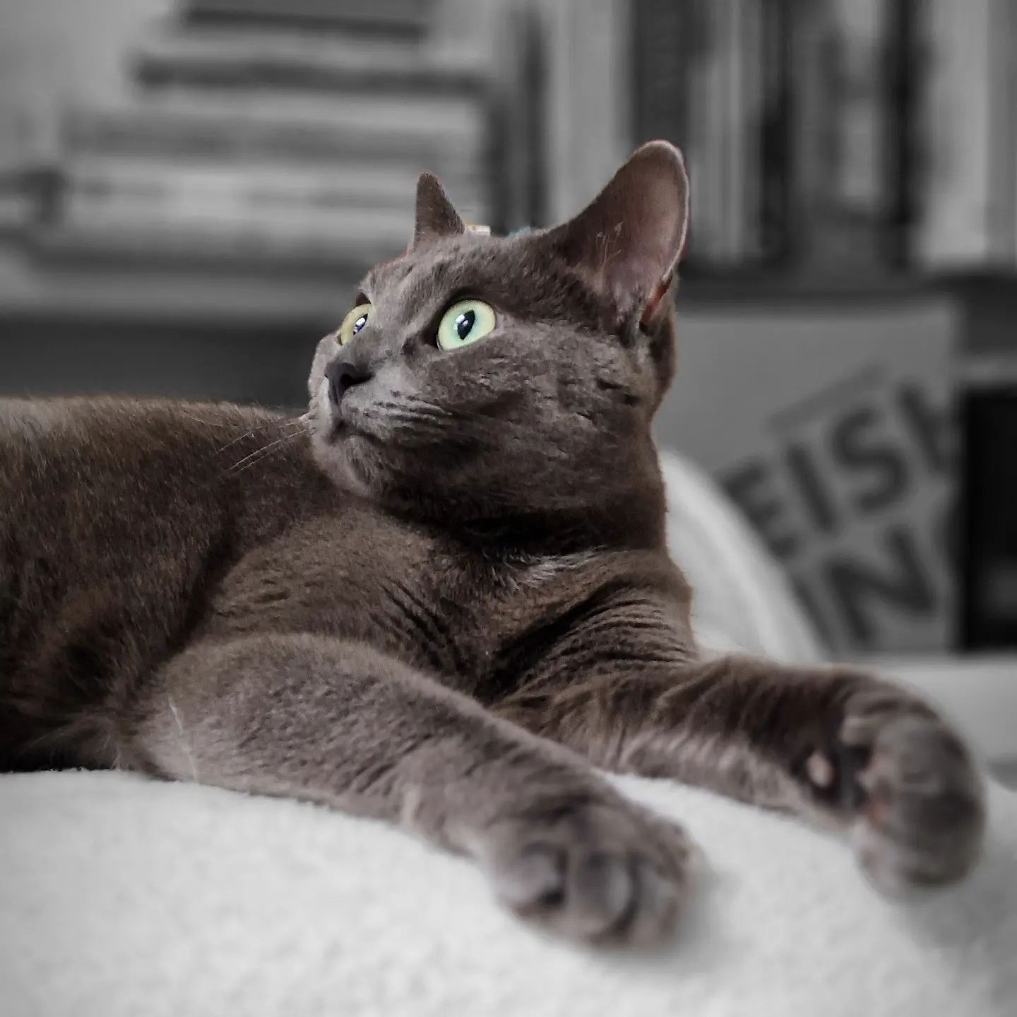Koko 🐈