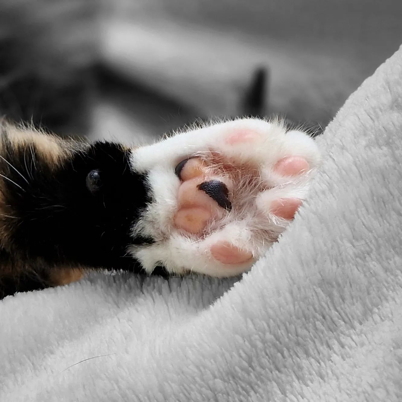 Paw – Rose 🌹 #cats