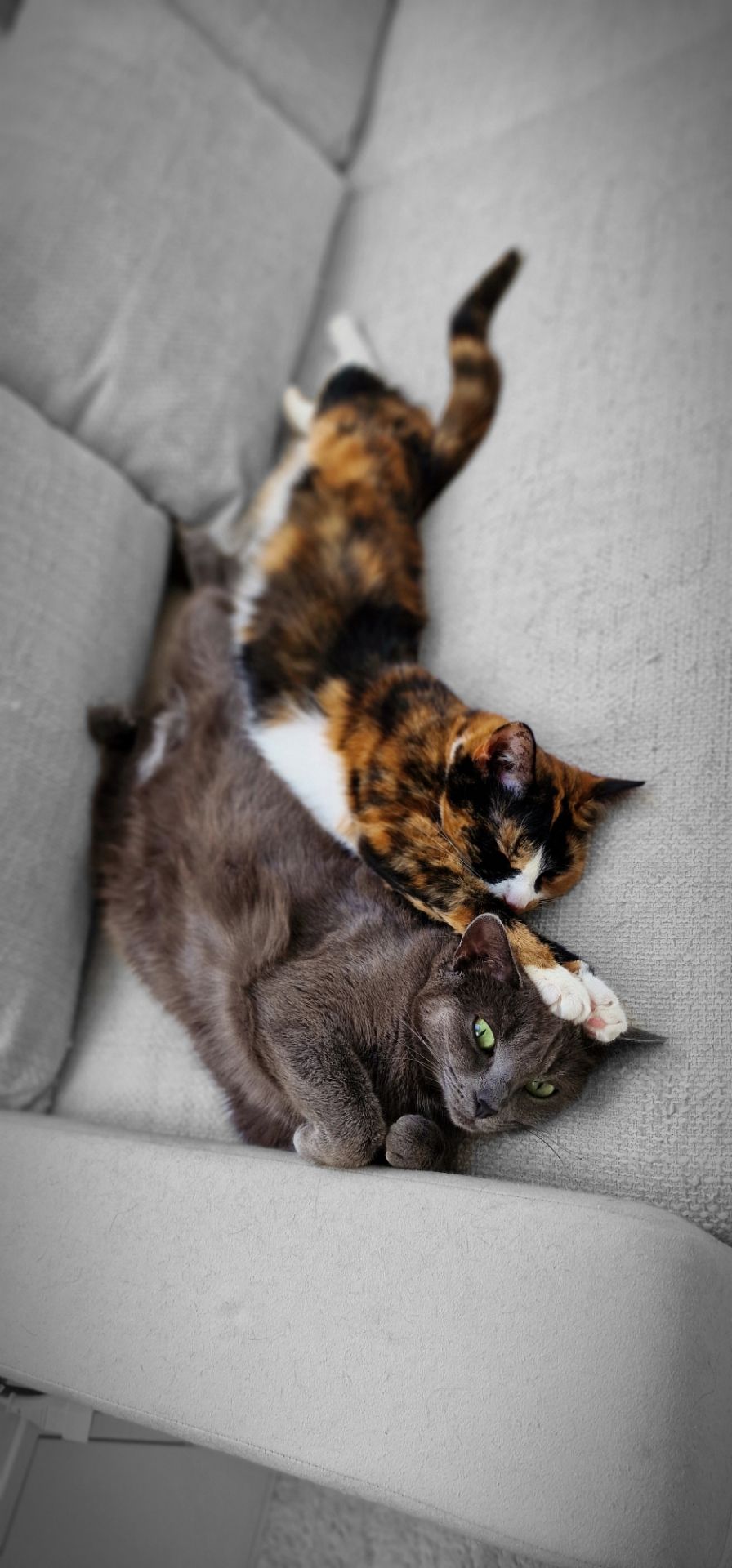 Too cute – Koko 🐈 & Rosé 🌹