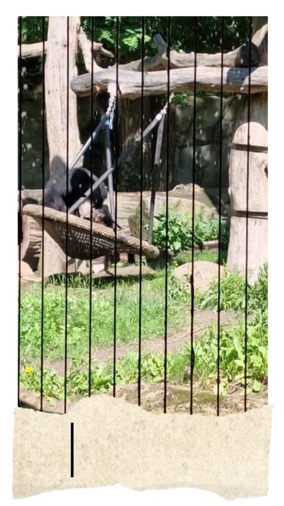 [Video] This jungle bear loves the swing rocking back and forth 💕 #ZooLeipzig