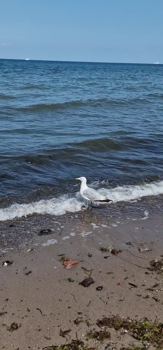 [Video] Love #seagulls – so big yet so majestic 💖 #BalticSea