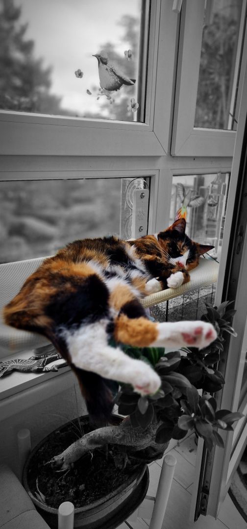 A little too long for the chosen bed – Rosé 🌹