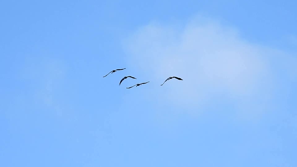 [Video] At #Linum nearby #Berlin migratory birds are making a pit-stop. you can currently see different types of geese and ducks but also 66.000+ Cranes in the region.

#bird #birds #birdphotography #nature #photography
