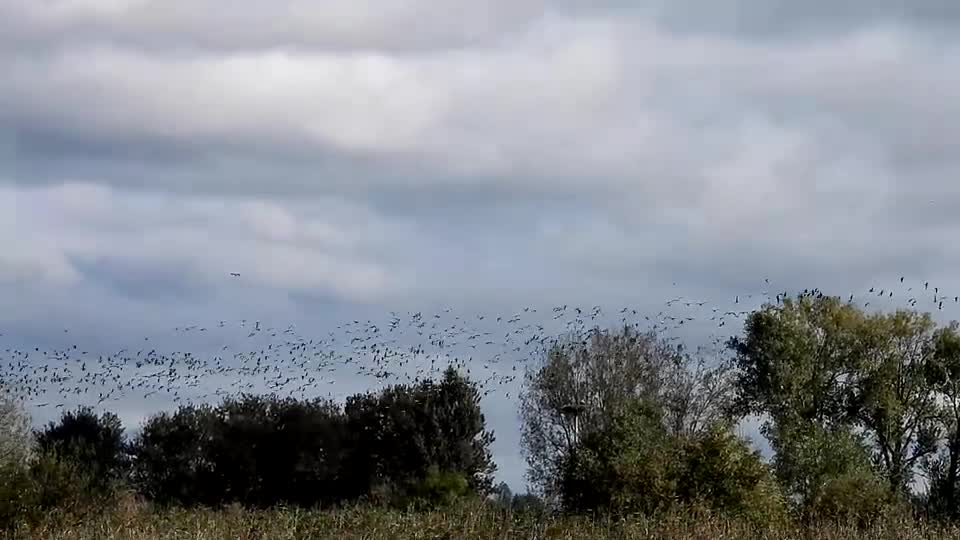 [Video] At #Linum nearby #Berlin migratory birds are making a pit-stop. you can currently see different types of geese and ducks but also 66.000+ Cranes in the region.

#bird #birds #birdphotography #nature #photography