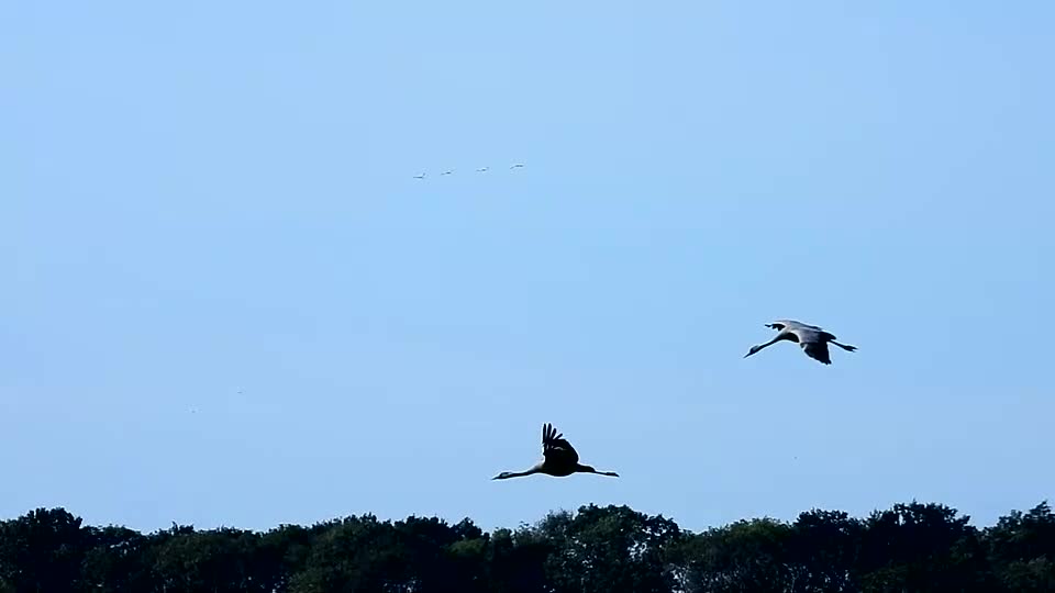 [Video] This is the very special time where migrating Cranes settle near the Baltic Sea for a few weeks before migrating further South. It is such a special moment of nature to see up to 80,000 Cranes in the region. #BalticSea

#Cranes #birdmigration #birds #birdphotography 🪶