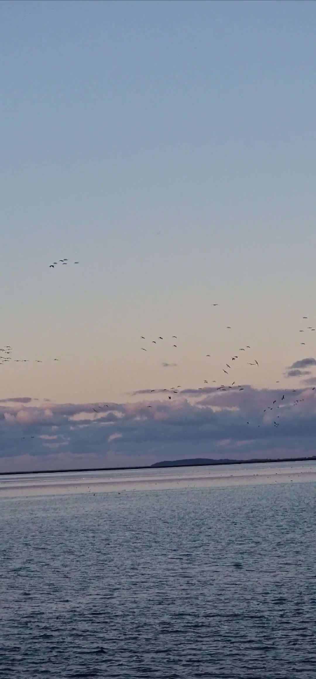 [Video] This is the very special time where migrating Cranes settle near the Baltic Sea for a few weeks before migrating further South. It is such a special moment of nature to see up to 80,000 Cranes in the region. This video shows the Cranes settling at the edge of the #Bodden for the night. #BalticSea

#Cranes #birdmigration #birds #birdphotography 🪶