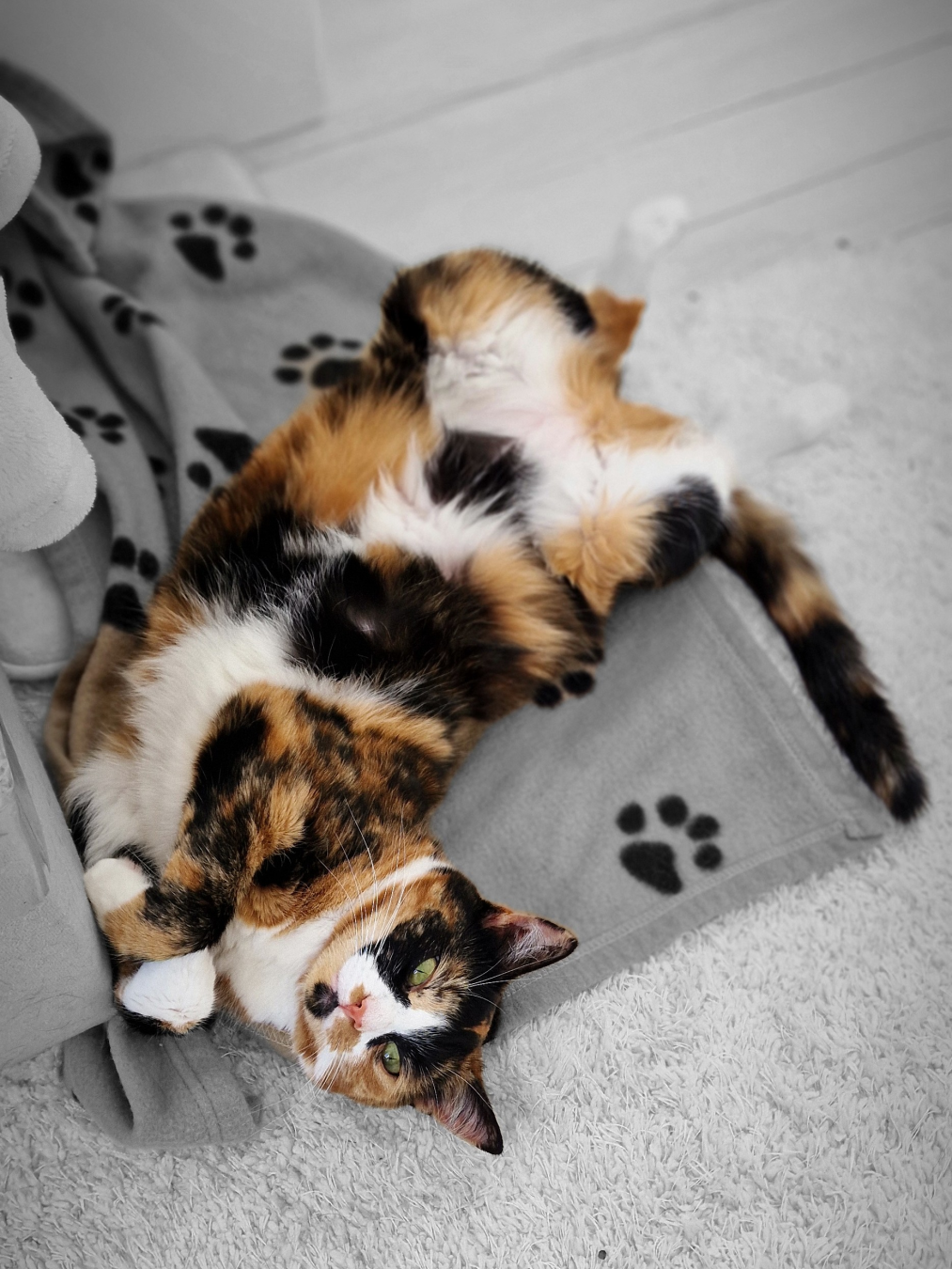 There is nothing like a cats life … – Rosé 🌹
