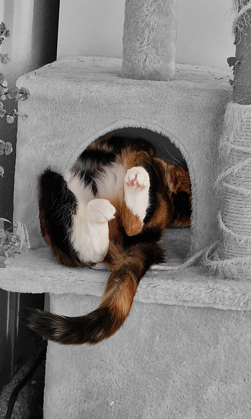 Feet 🐾 – Rosé 🌹