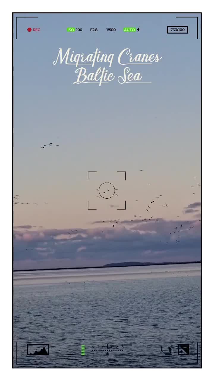 [Video] This is the very special time where migrating Cranes settle near the Baltic Sea for a few weeks before migrating further South. It is such a special moment of nature to see up to 80,000 Cranes in the region. This video shows the Cranes settling at the edge of the #Bodden for the night. #BalticSea#Cranes #birdmigration #birds #birdphotography 🪶