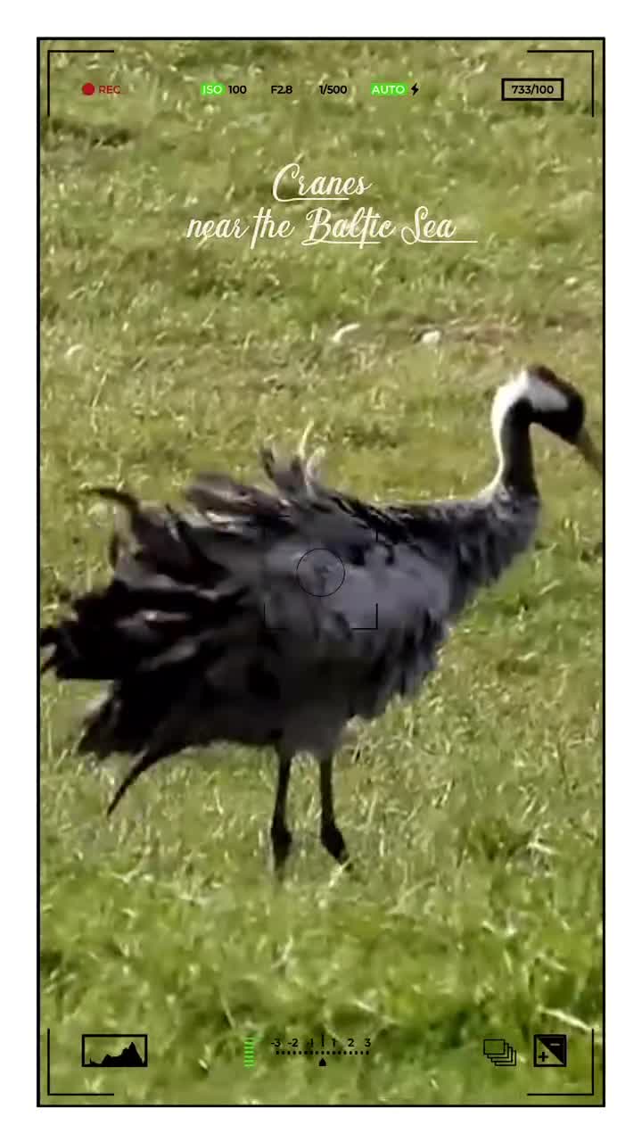 [Video] This is the very special time where migrating Cranes settle near the Baltic Sea for a few weeks before migrating further South. It is such a special moment of nature to see up to 80,000 Cranes in the region. This photo shows Cranes and #geese during the day on the fields near the #BalticSea#Cranes #birdmigration #birds #birdphotography 🪶