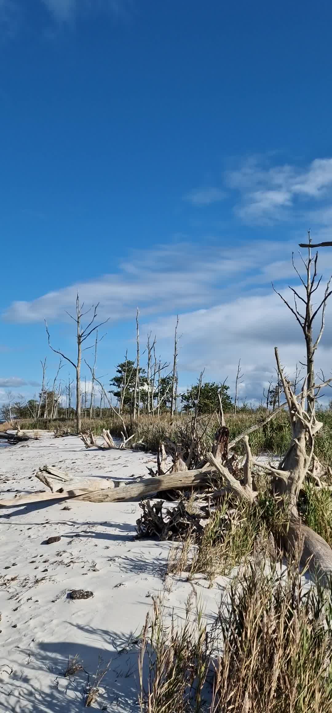 [Video] Der Nordstrand – off limits for visitors as it’s a closed off  of the natural park. Today Park Rangers guided a few limited tours here 🌊  It’s beautiful to see a completely wild and natural beach. #BalticSea