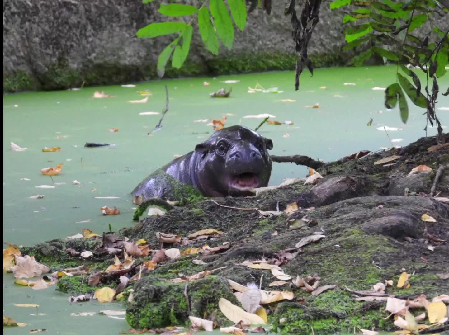 [Video] A birthday visit to the Zoo visiting Hippo Toni and many other beautiful creatures. #Zoo #Berlin