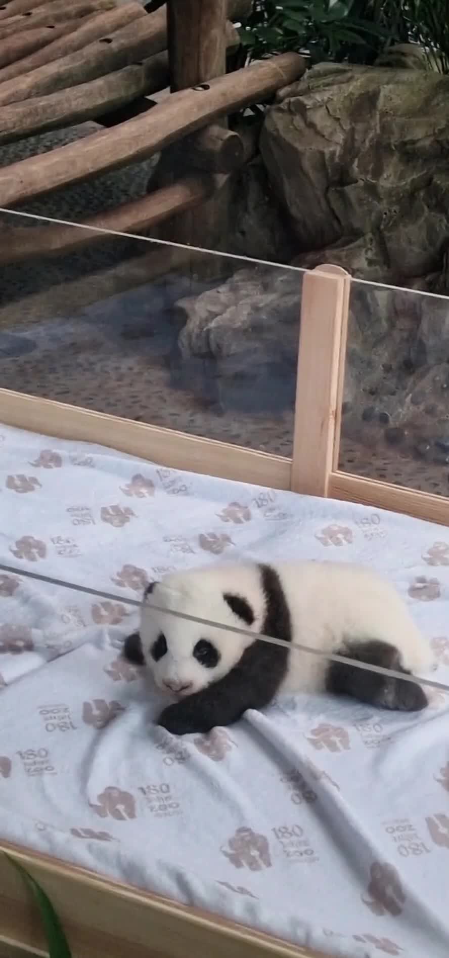 [Video] one of the two cute new panda baby twins in Berlin 💖

#pandababy #giantpanda #photography #berlin