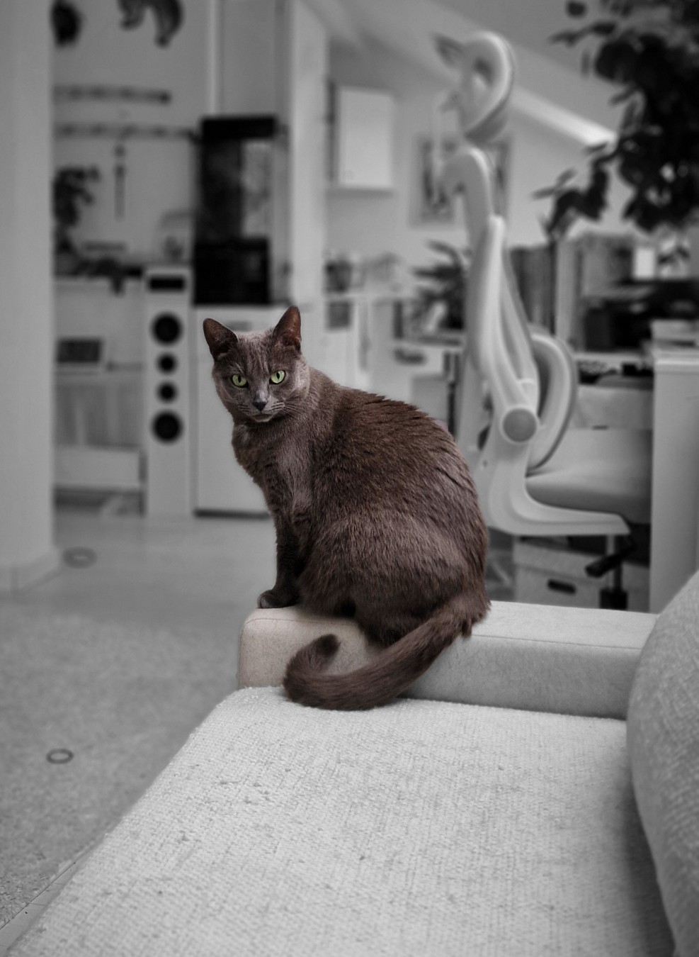 Koko 🐈