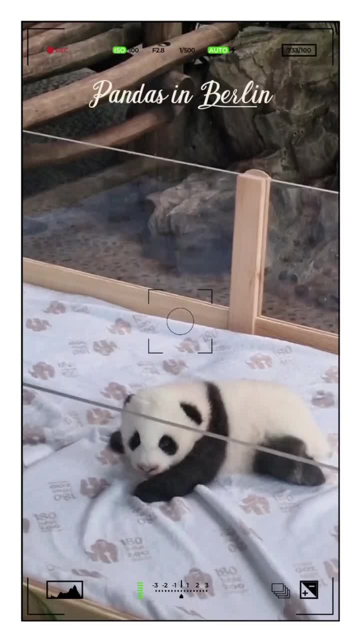 [Video] one of the two cute #panda babies we currently have in #Berlin #ZooBerlin#giantpanda #pandababy #pandasberlin #photography #nature