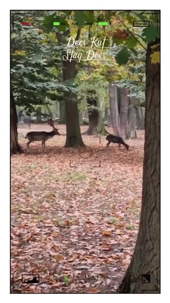 [Video] Stag Deer – Deer Rut | Damm Hirsch, #Hirschbrunft#nature #naturephotography #animalphotography #deer #forest ##Berlin