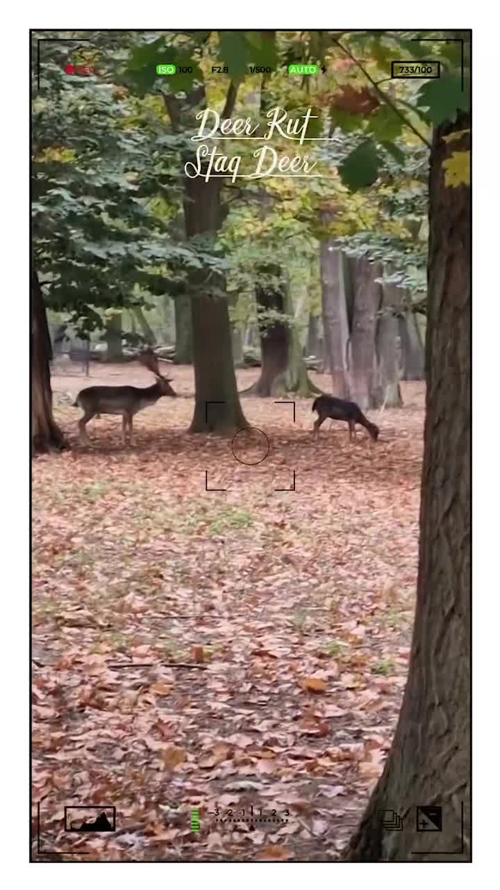 [Video] Stag Deer – Deer Rut | Damm Hirsch, #Hirschbrunft#nature #naturephotography #animalphotography #deer #forest ##Berlin