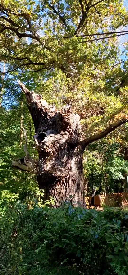 [Video] A 400+ year old Oak tree in #Grunewald