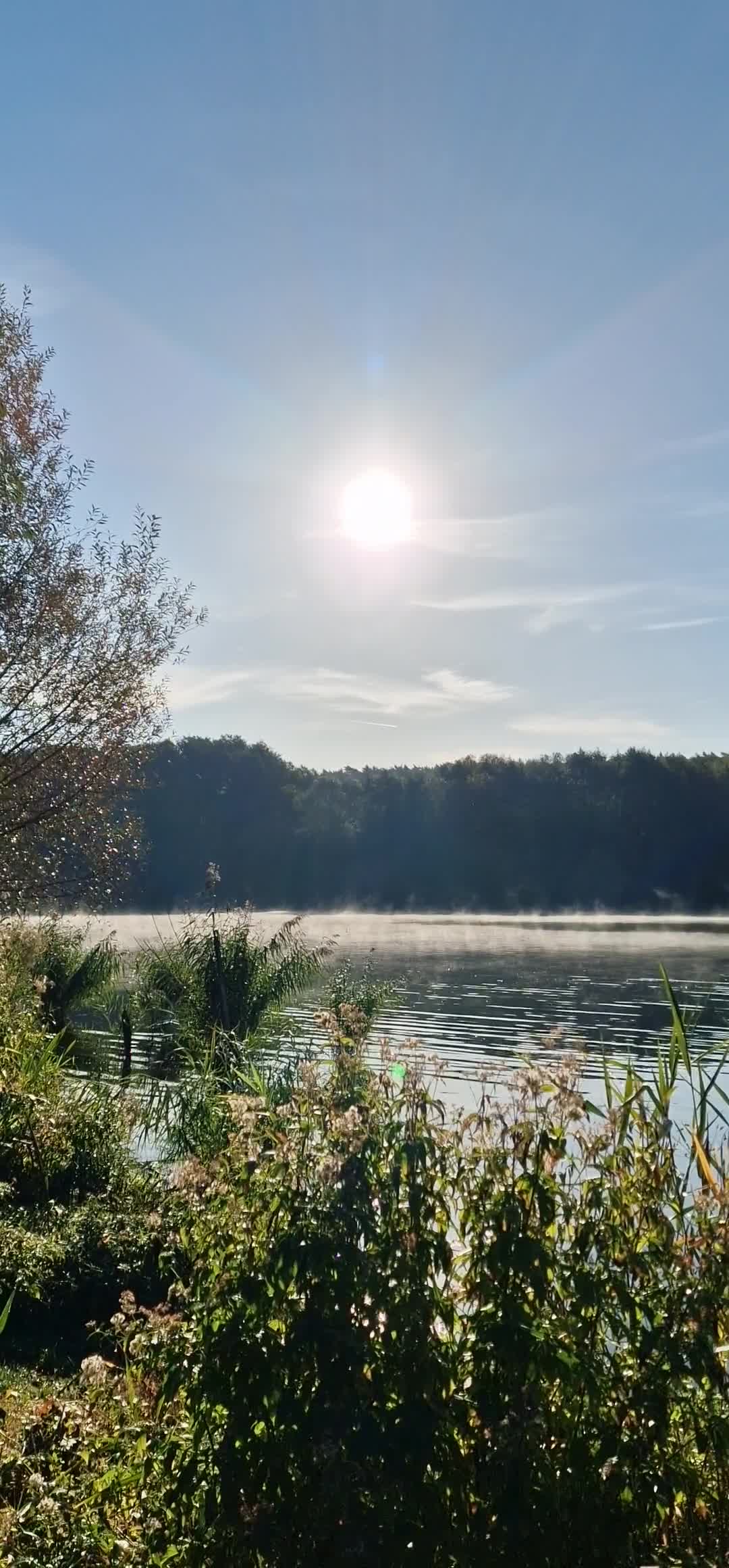 [Video] Last weeks hike through the #Grunewald was beautiful with early morning mist ☀️