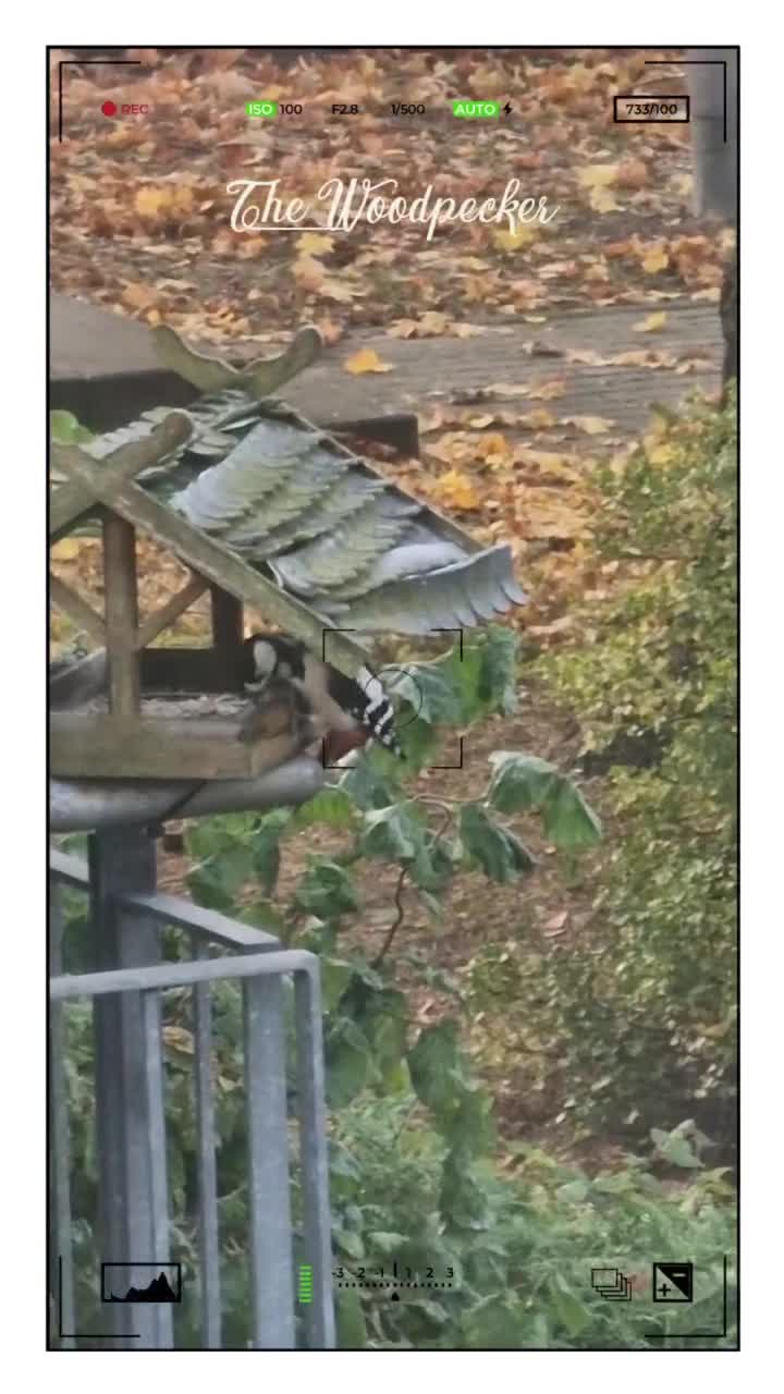 [Video] The Woodpecker going the easier way 🏡#bird #birds #birdphotography #nature #photography 🪶