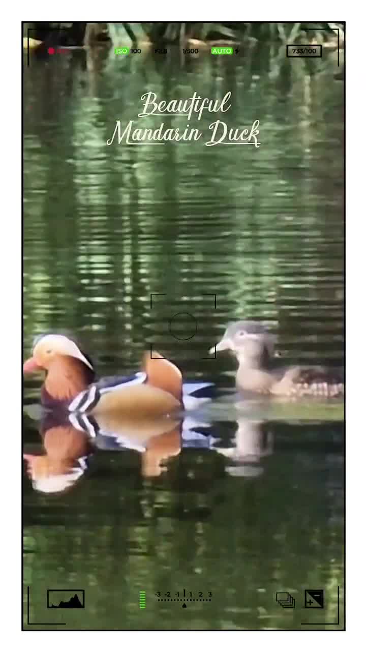[Video] Beautiful Mandarin Duck 🦆#bird #birds #birdphotography #nature #photography 🪶8 w