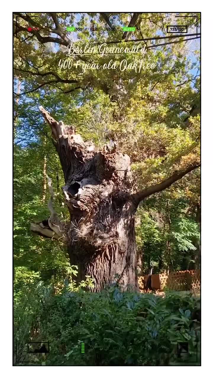 [Video] The oldest tree in the European-wide largest inner city forest, the #Grunewald, is a 400+ year old Oak tree. By the way a few meters on you can also see an impressive old Chestnut tree – often overlooked by hikers.#Berlin #Germany #photography #BerlinPhotography #photooftheday #nature #city #travel #urbanlife #NaturePhotography #UrbanPhotography